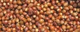 红豆杉种子泡酒有什么功能和作用