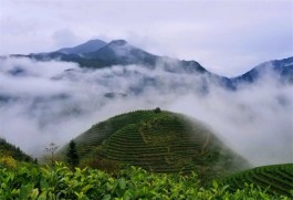 在韶关乐昌，一场散发白毛茶醇香的“茶旅”即将开启