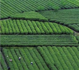 中国茶申遗成功是衢州茶崛起的契机