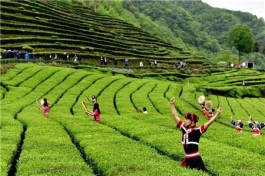 探寻“茶旅”，已经悄然兴起