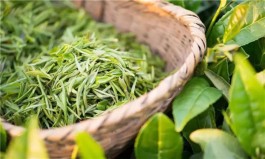 新冠肺炎疫情对广东茶业的负面影响