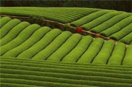 四川学子走进旺苍，探寻米仓山茶叶的茶韵茶香