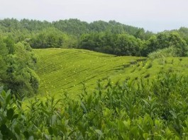 最美茶园：四川平昌皇家雀舌有机茶园