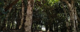 景迈山古树茶的特点（景迈山古树茶口感特点）
