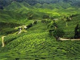 茶中故旧是蒙山 四种名茶铸辉煌