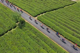 茶产业如何振兴乡村？ 武义茶业借力“中国速度”让茶香飘香全国各地