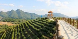 云南澜沧：促进茶旅融合发展 提升澜沧茶旅品牌