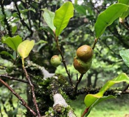 云南代表性山头茶口感总结