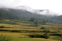 巴达古茶山