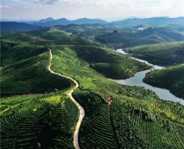 夏季避暑茶旅线路：云南西双版纳-大渡岗世界最大连片茶园一日游