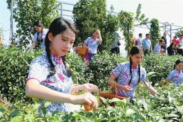 紫金县首届茶旅文化节举行