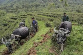 最美茶园：龙源茶庄