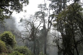 勐库万亩野生古茶树群落