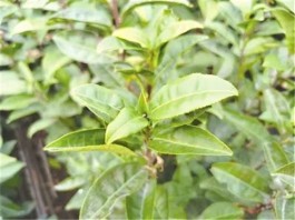 新昌县拥有第一个“持证”的自主茶树品种“东茗1号”！