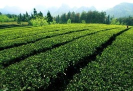 2021年茶树主要病虫害防控技术方案