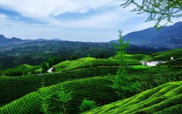 专家研讨福鼎白茶产业品牌发展路径