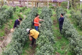 霍山：茶旅融合发展 助推乡村振兴