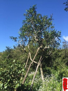 寻茶记：普洱茶一路向南之困鹿山②｜品茗鉴山