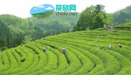 古丈茶旅融合，高标准打造6个茶旅示范基地