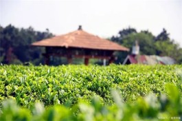 广东省第二批工业旅游精品线路名单公示 “清远英德红茶体验之旅”上榜