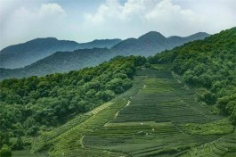永泰县以茶为媒 助推茶旅高质量发展