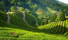 梧州市积极推动六堡茶产业持续提档升级