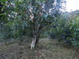 普洱茶产区之普洱市板山茶区