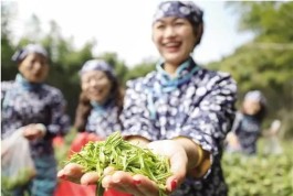 越茶文化新地标 绍兴首个越茶博物馆正式开馆