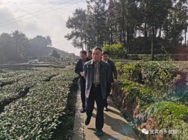 宜宾市副市长张平赴高县、筠连县调研现代农业园区和乡村振兴示范区建设