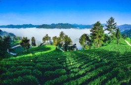 扶贫兴茶—湘西黄金茶“最好的绿茶”