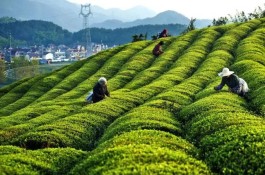 建德市举行建德苞茶综合服务中心揭牌仪式暨“茶街”开街活动