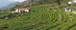 安徽哪两个山区盛产名茶 安徽盛产名茶的两个山区
