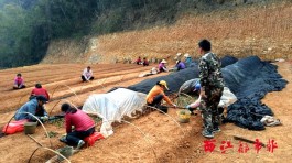 今年梧州六堡茶春茶产量或有所降低，因受持续干旱寒冷天气影响