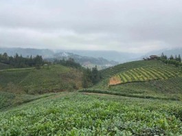 普安县：中国古茶树之乡 “茶旅融合”促发展