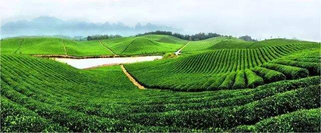 新宁打造舜皇山茶文化博览园 实现茶旅融合名山有名茶