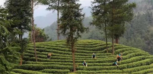 湘西州茶叶协会：让茶叶成为富民强州的大产业
