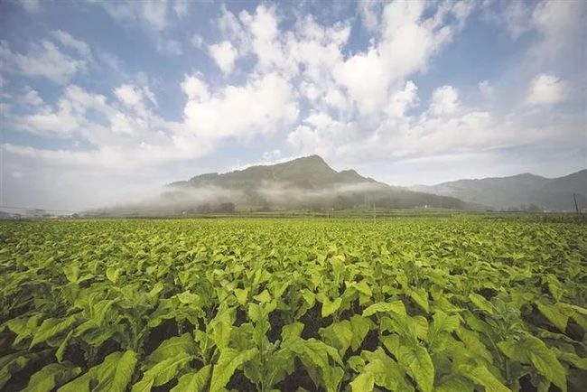 绍兴市柯桥区名优茶产业农合联成立