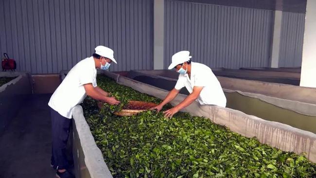 凤冈县围绕绿色食品抓工业 跑出茶叶出口加速度