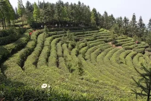 雅安市名山区政协建言茶叶产业发展