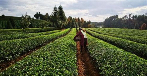 科技赋能贵州茶产业提质增效