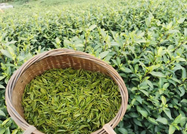 初冬季节龙井茶销售量降价增