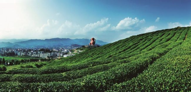 今年贵州茶叶出口大幅增长