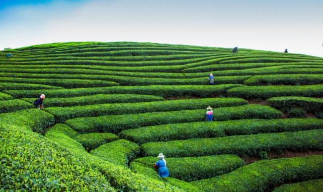 7个茶叶基地入选！100个全国种植业“三品一标”基地公布！