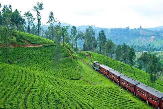 全球茶业巨头芬利将出售斯里兰卡茶园业务