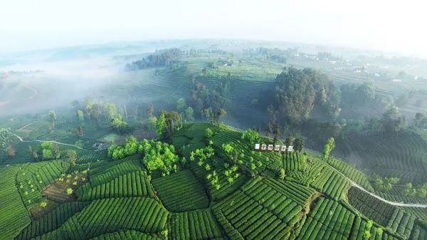雅安市农业农村局 关于进一步做好2022年春茶生产有关工作的通知