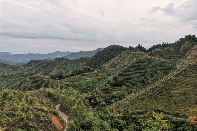 梧州市印发《关于进一步推动村级集体经济与六堡茶产业互促发展的通知》