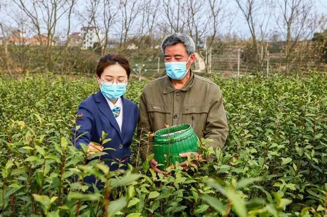 新昌农商银行积极搭建茶产业链平台助茶农增收