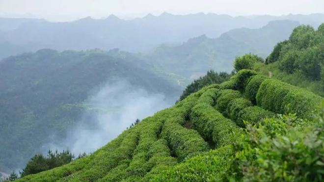 春茶销售迎旺季 古丈持续推进茶叶产业发展