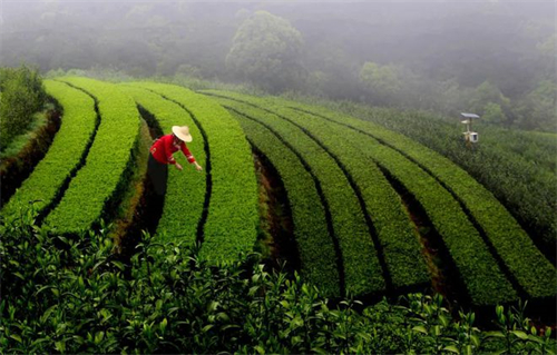 农业农村部发布2022年春茶生产技术指导意见