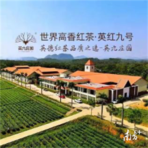  广东最受欢迎十大茶旅游线路：清远市英德市英九庄园智慧生态茶园